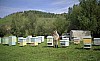 hive -56.JPG hive -56.JPG